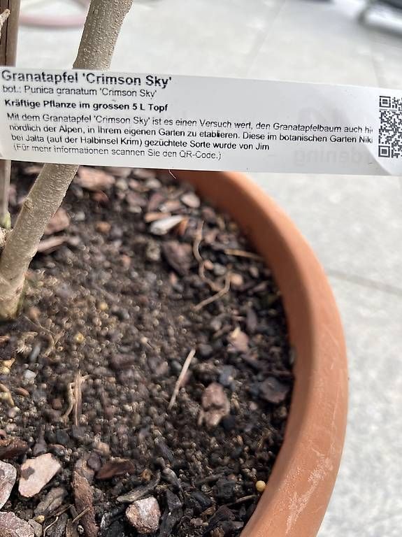 Piante & sementi: Granatapfelbaum inkl. Topf – Usato da Riniken venduto da Rikaner 1