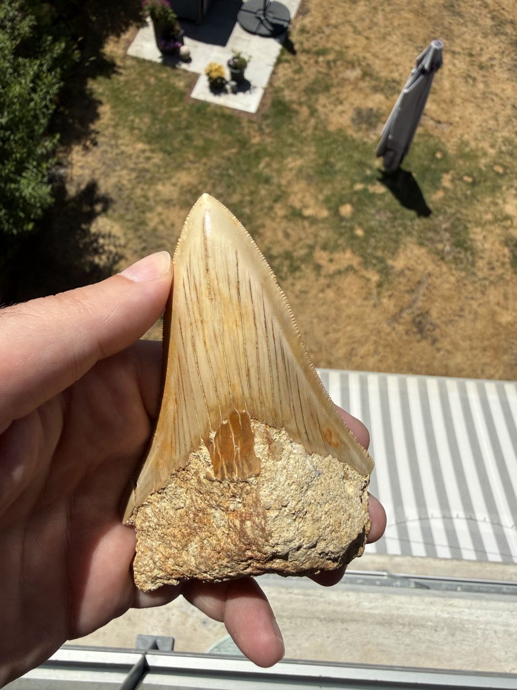 Fossilien: Megalodon Zahn Indonesien – Gebraucht aus schüpfen von rica122