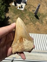 Megalodon Zahn Indonesien