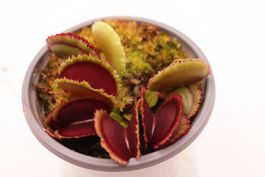 Venusfliegenfalle „Giant Clam“ – fleischfressende Pflanze