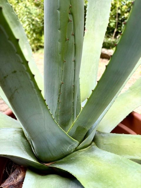 Piante & sementi: Agave Americana ca. 100 cm hoch – Nuovo (secondo la descrizione) da Ottikon venduto da lo99 1