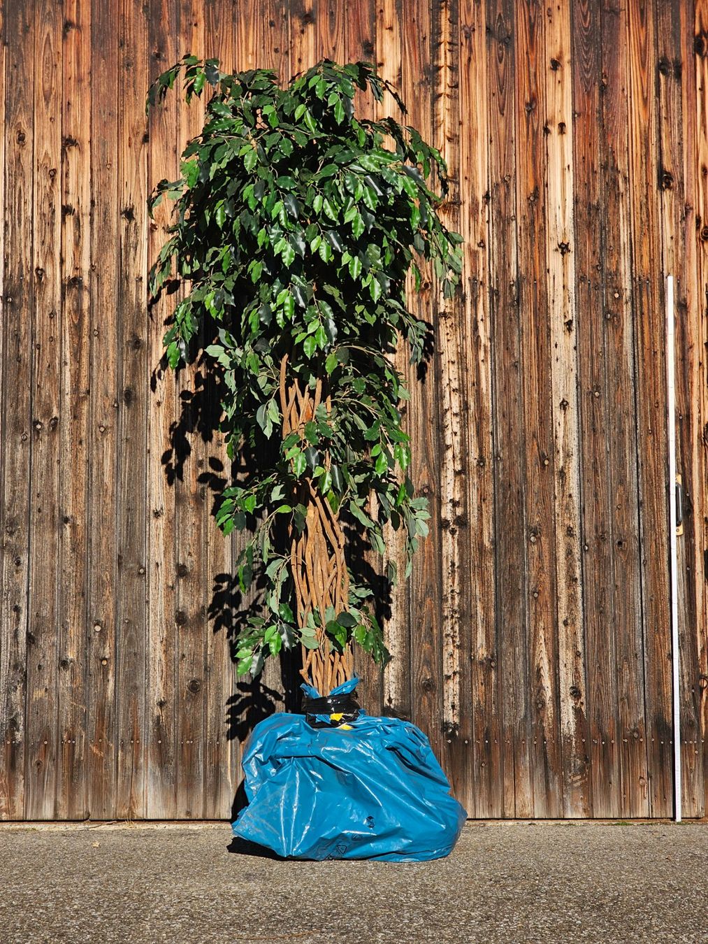 Tutte le decorazioni: 🔥Ficus Dekopflanze, ca. 2m🔥 – Usato da bäretswil venduto da Hunt.and.Collect 3