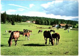 Au Pâturage du JURA (Franche Montagnes ca. 1965