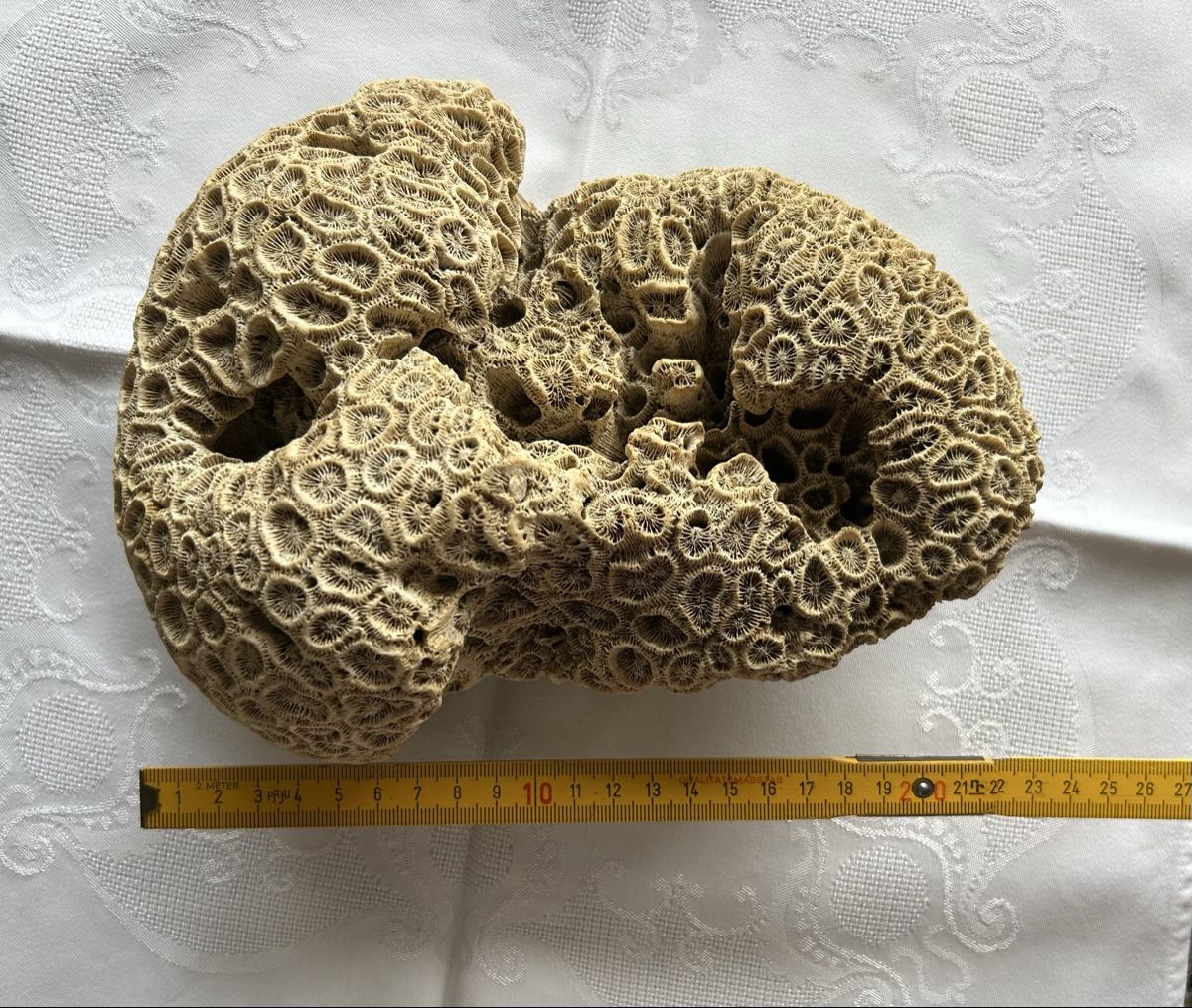 Fossili: Grosses fossiles Korallenexemplar – Usato da Lengnau AG venduto da Mefari 3