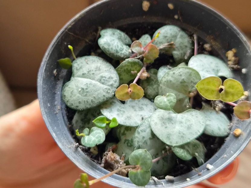Piante & sementi: String of Hearts - Ceropegia – Usato da Pregassona venduto da maslud 1