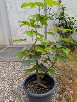 Bonsai Rohmaterial: Bergahorn