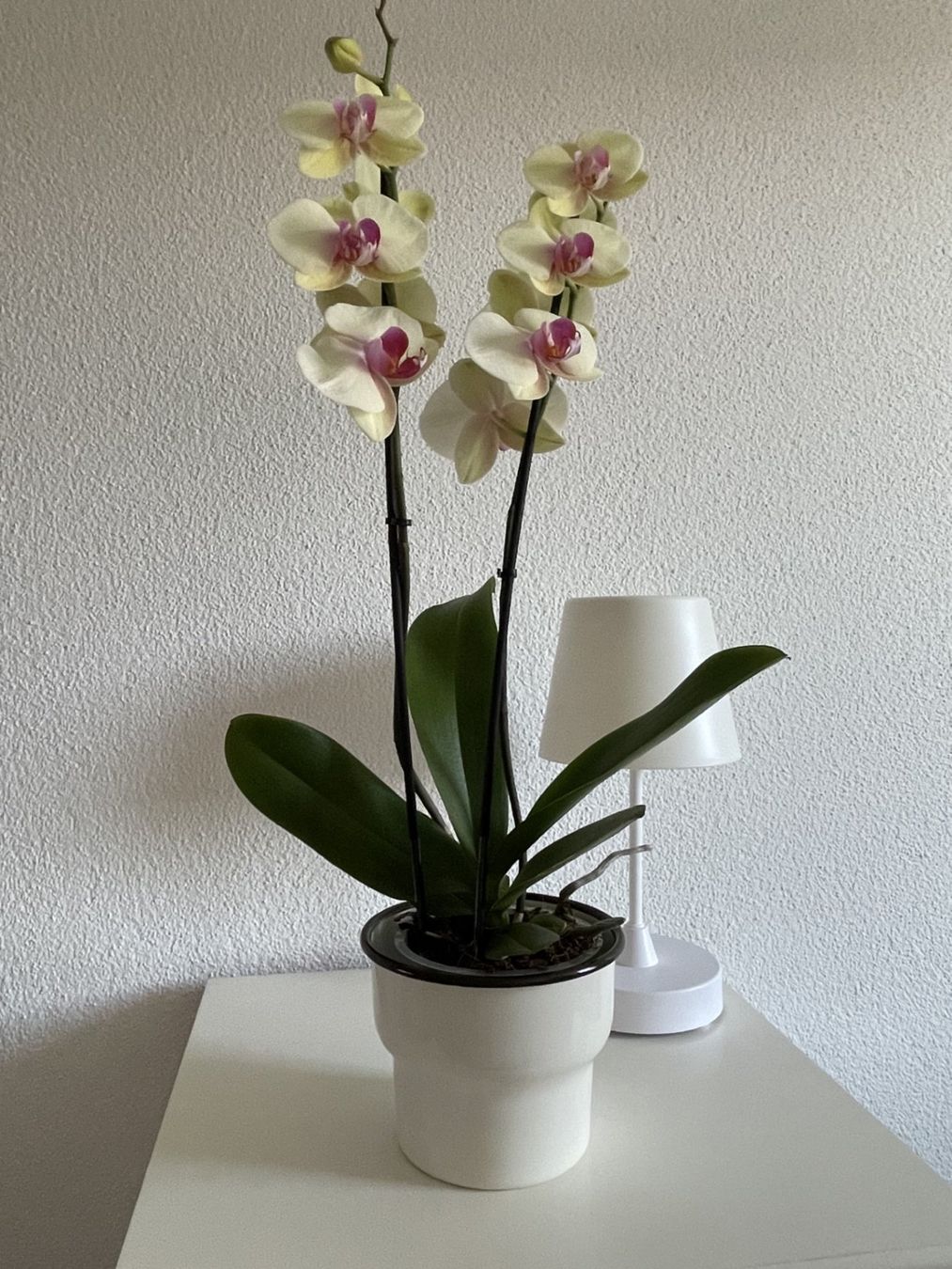 Ikea Blumentöpfe: Emaille-Übertopf, 10 / 13 cm cm Durchmesser – Gebraucht aus Winkel von Kade50