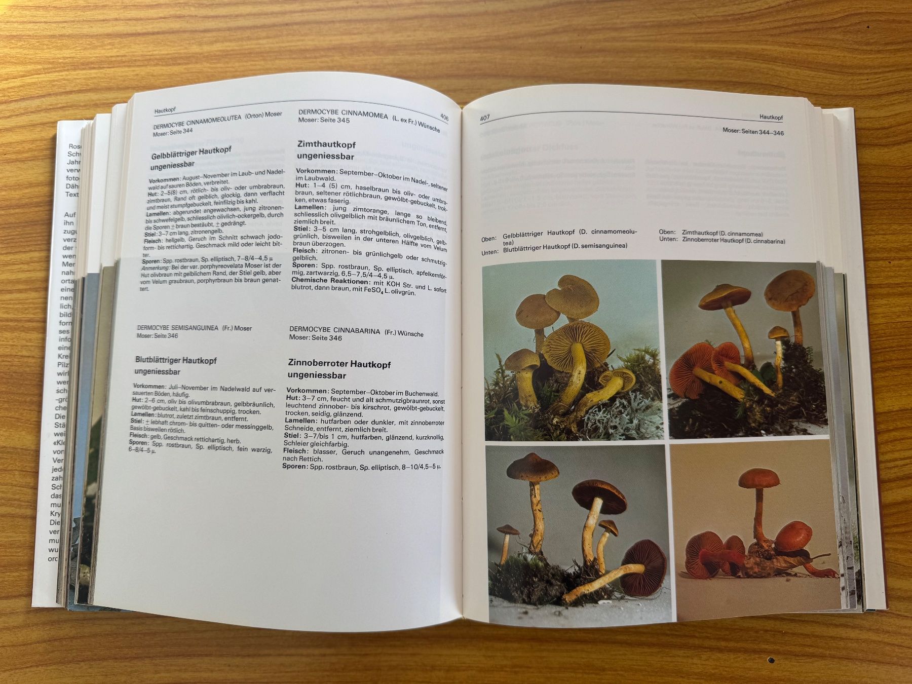 Libri: Buch Pilze Geschenk Dähncke – Usato da Steffisburg venduto da smocky17 6