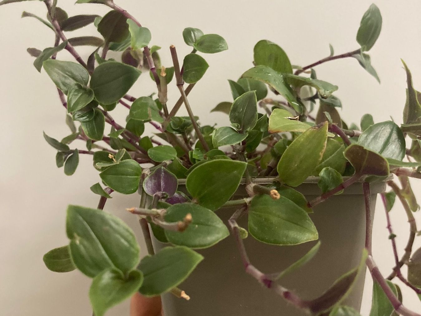 Pflanzen & Samen: Tradescantia :) – Gebraucht aus Zürich von -Pflaenzlilade 1