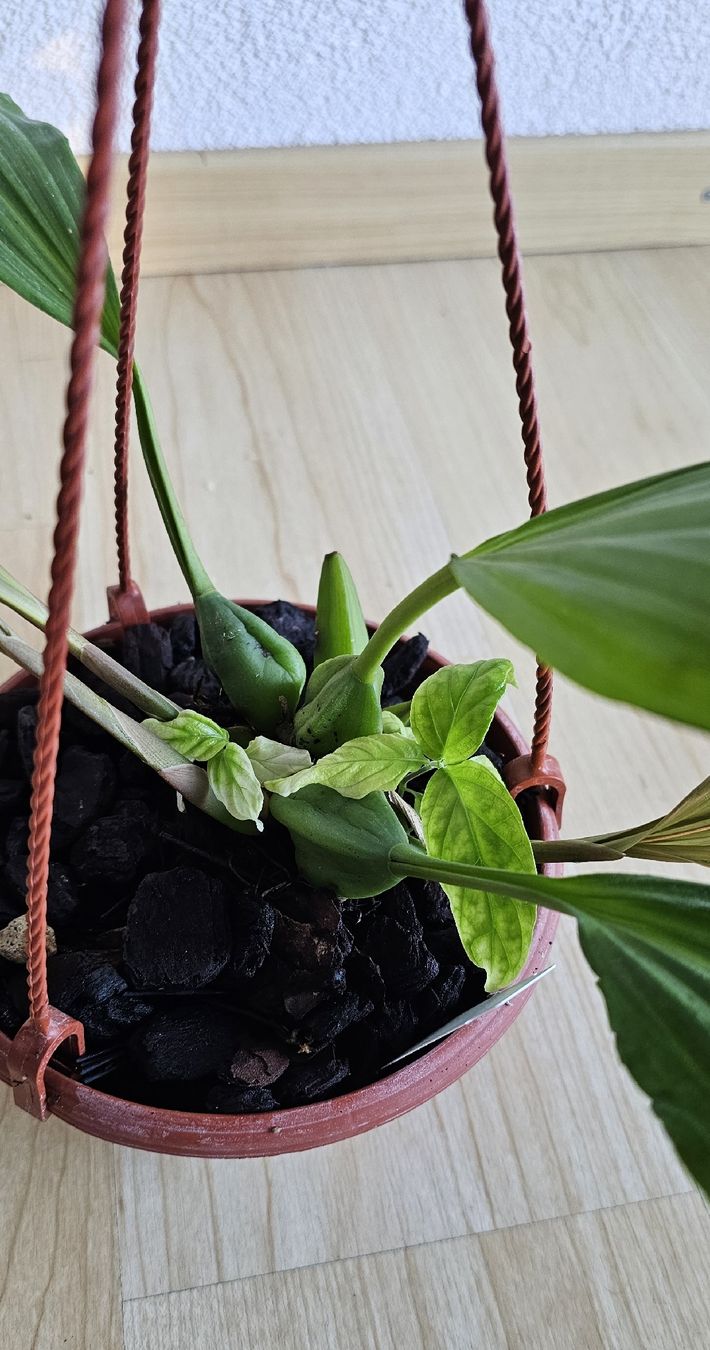 Piante & sementi: Orchidee Coelogyne speciosa – Usato da Jona venduto da Smurnaya 3