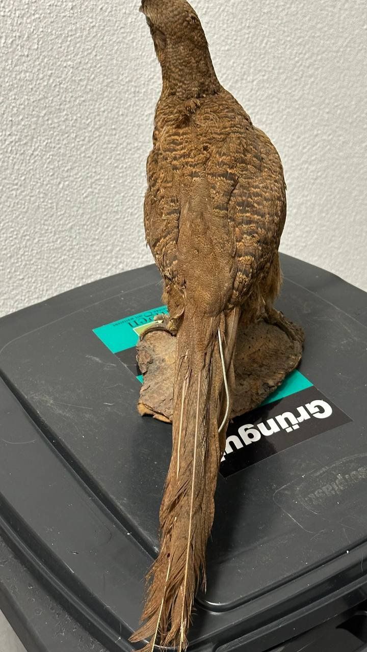 Il mondo degli animali: Ausgestopfter Vogel – Usato da Beringen venduto da Mantafisch1 3