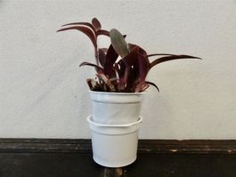 Mexikanische Dreimasterblume violett