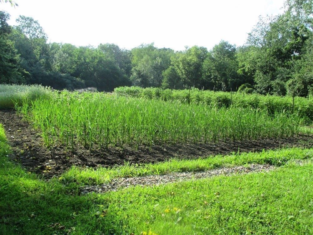 Piante & sementi: Riz Russe Duborskian RARE  15g – Nuovo (secondo la descrizione) da Bremblens venduto da FIBONACCI369 2