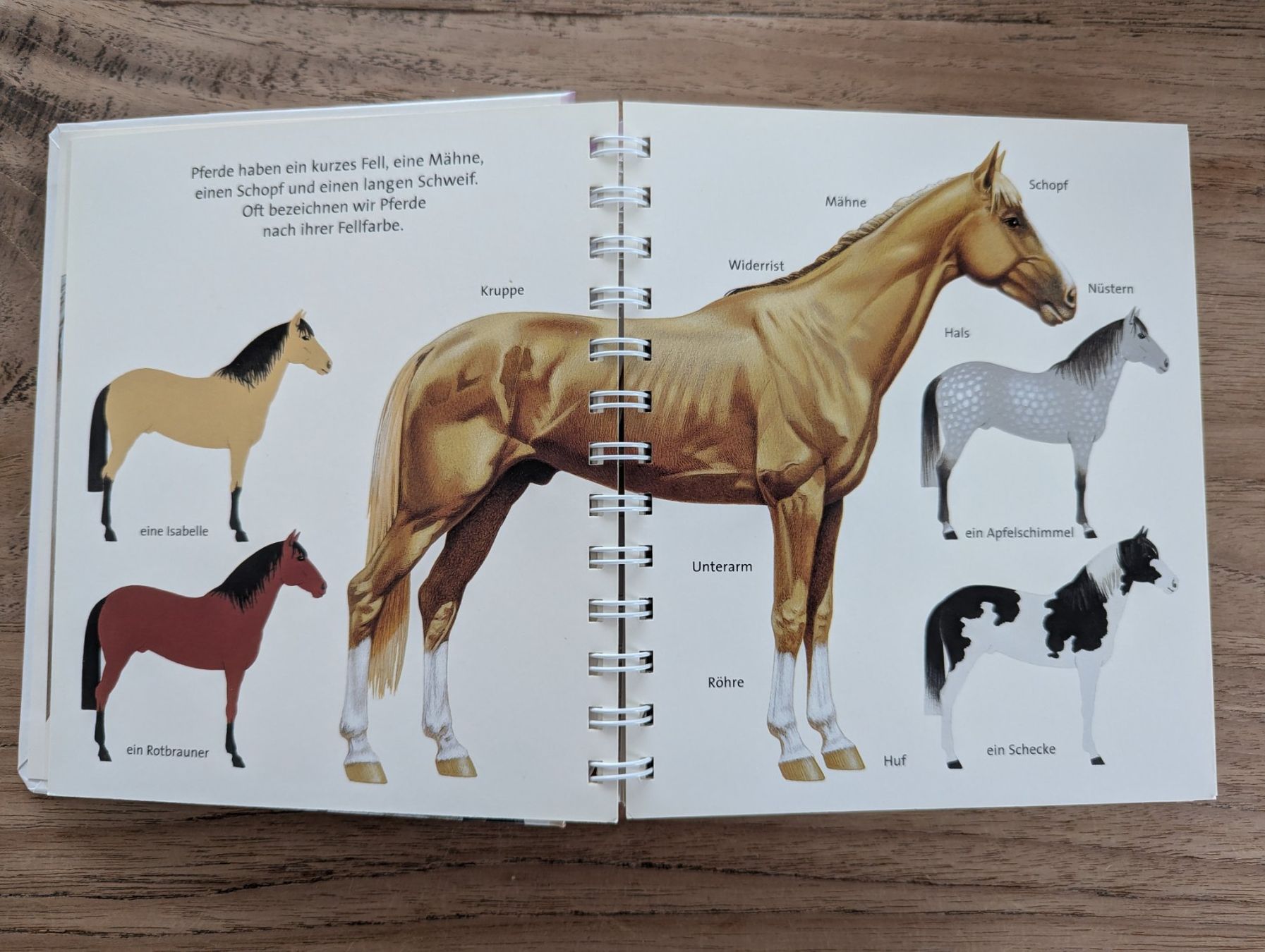 Libri: Bilderbuch: Das Pferd – Usato da Inwil venduto da rednag_tam 1