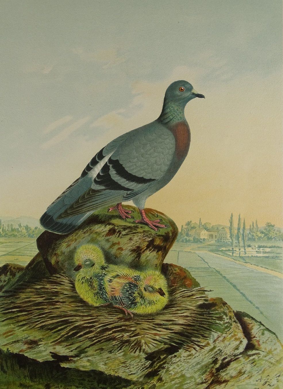 Grafica & Litografie: FELDTAUBE, CHROMOLITHOGRAPHIE UM 1900 – Usato da Grüningen venduto da Kartensammler 2