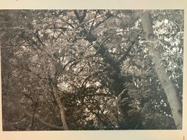 Fotografie auf Dibond (Motiv: Bäume, 2012)