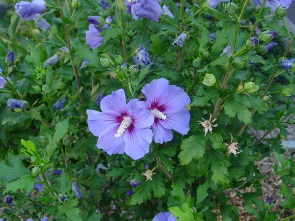 Garten Hibiskus Eibisch Samen 1 Gramm Kaufen Auf Ricardo