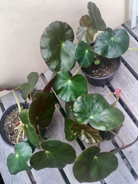 Begonia Erythrophylla /Beefsteak Begonie | Comprare su Ricardo