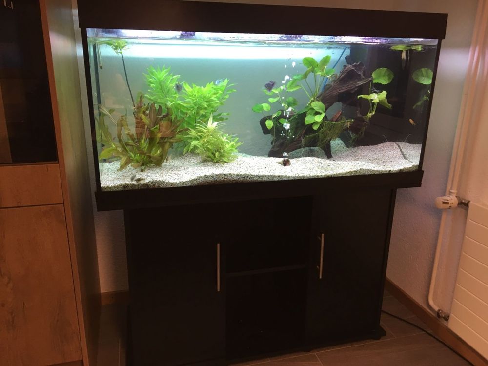 Juwel Aquarium Rio 300 Mit Schrank Kaufen Auf Ricardo