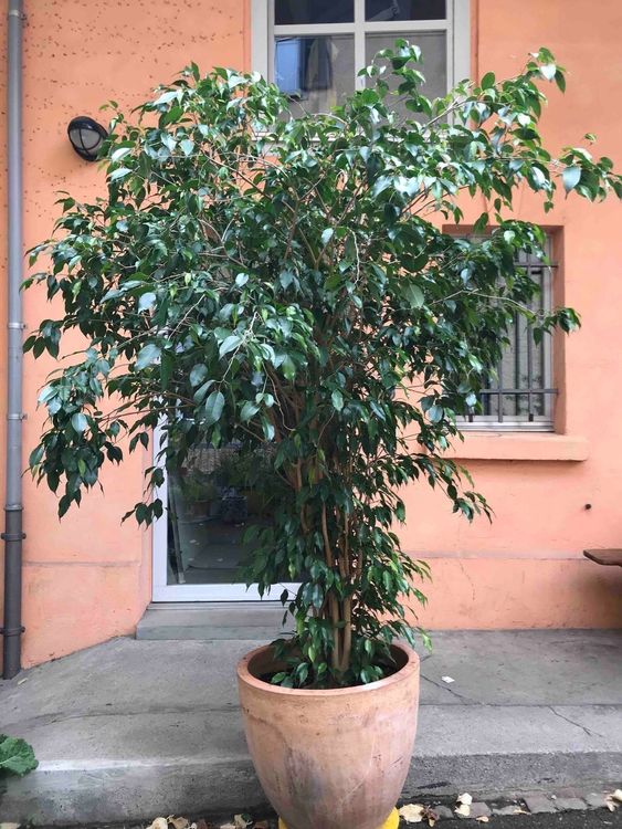 Ficus Benjamini Kaufen auf Ricardo