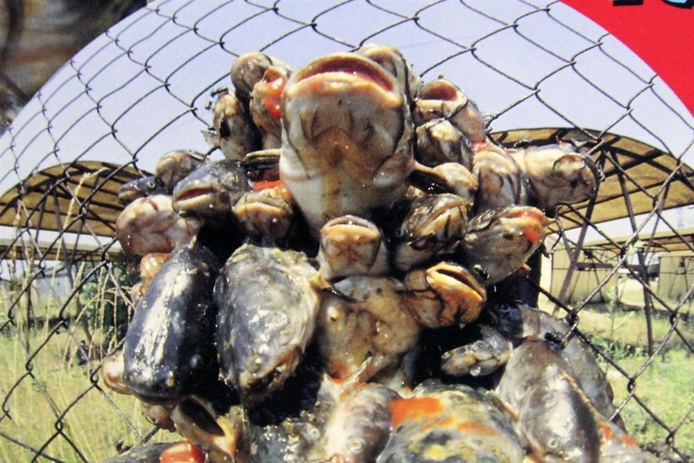 VIETNAM VETERANS Catfish Eyes And... Kaufen auf Ricardo