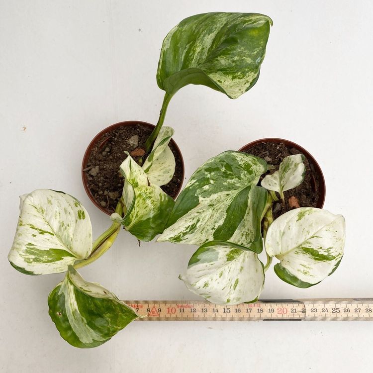 Scindapsus aureus "WHITE Marble Queen" Kaufen auf Ricardo