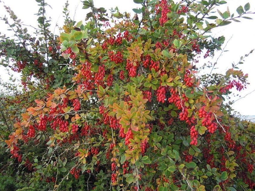 Berberis Vulgaris 20-30cm | Kaufen auf Ricardo