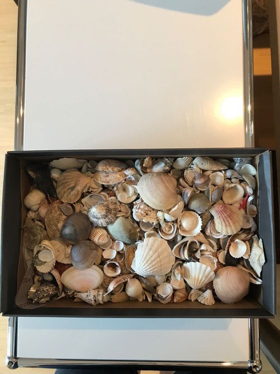 Muscheln für deko oder zum basteln Kaufen auf Ricardo