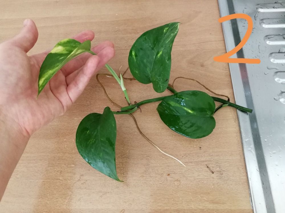 Efeutute setzlinge mit Wurzel kaufen auf Ricardo