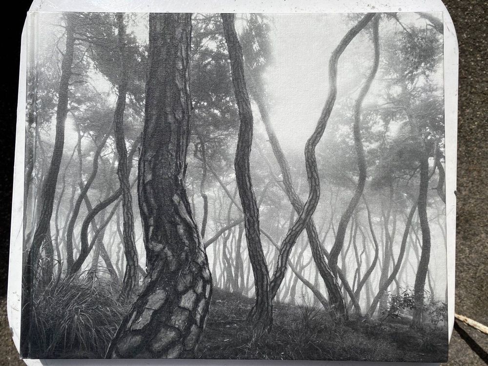 BAE BIEN U. Korea Artist Photography Kaufen auf Ricardo