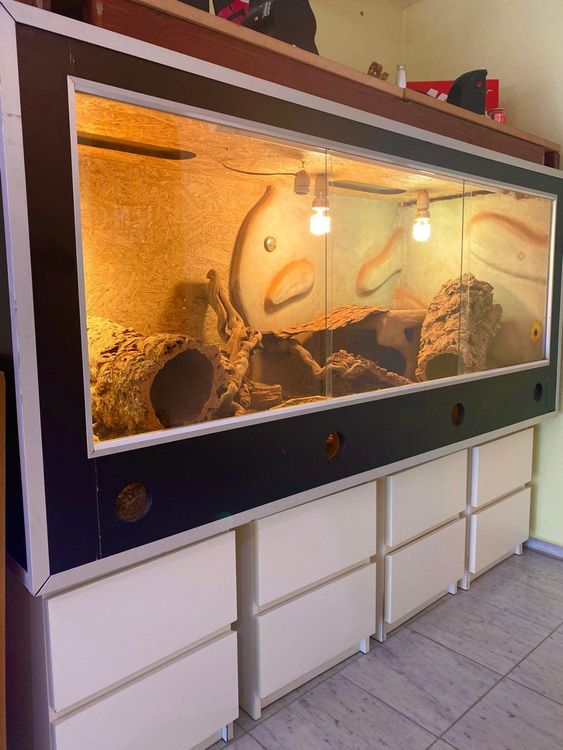 3 Bartagamen + ein ca. 2 Meter Terrarium | Kaufen auf Ricardo