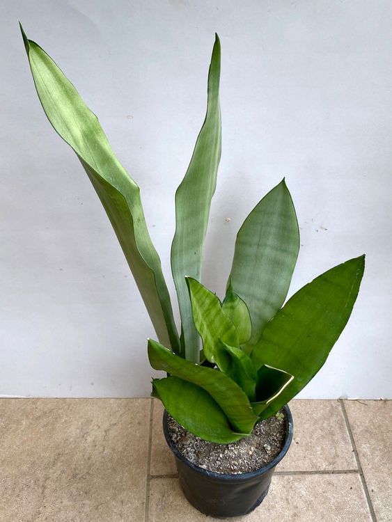 3x Sansevieria Trifasciata Moonshine L Kaufen Auf Ricardo 