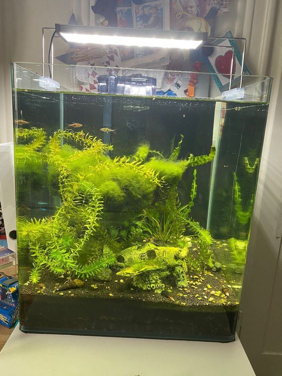 Dennerle Aquarium mit Inhalt | Kaufen auf Ricardo