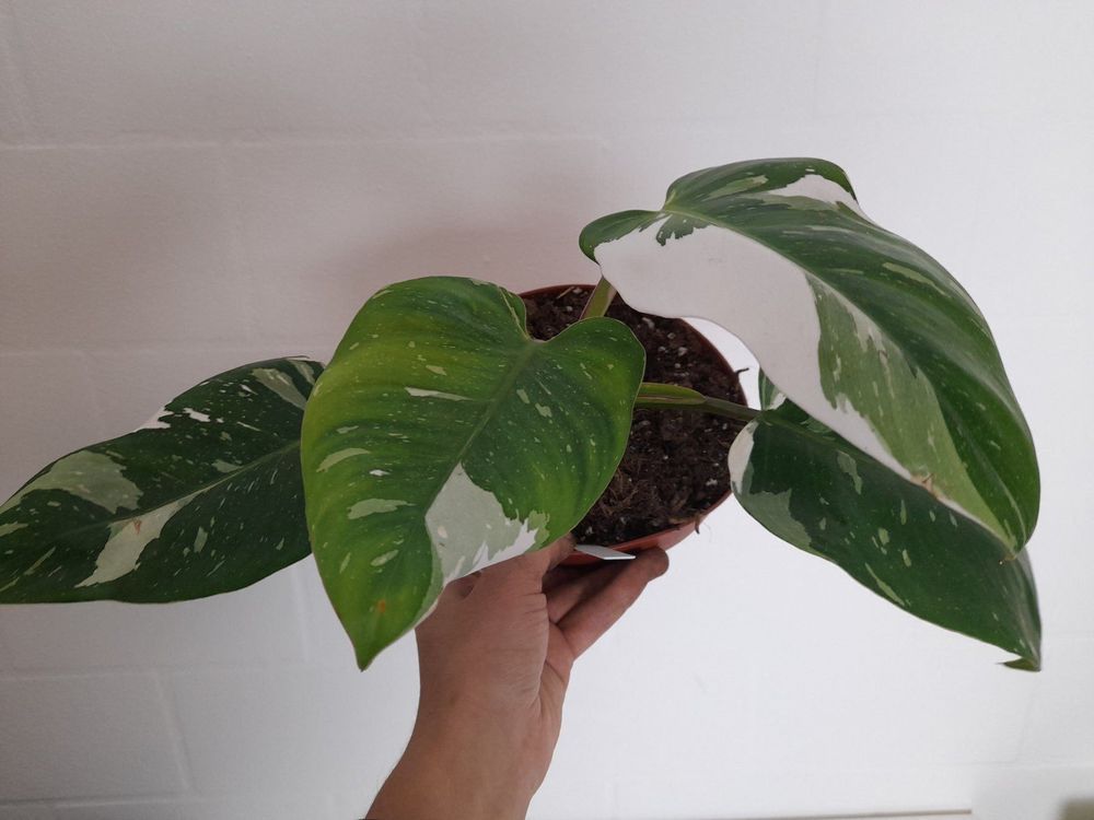 Philodendron White Princess 1 Kaufen Auf Ricardo