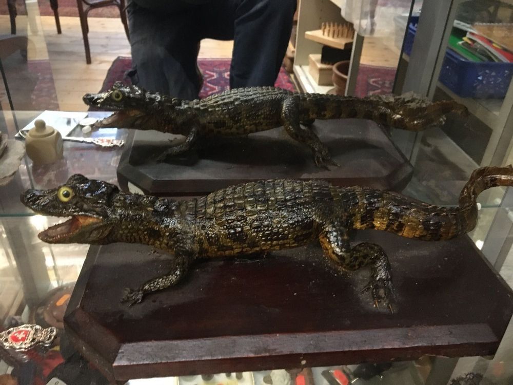 Alligator Kaufen auf Ricardo