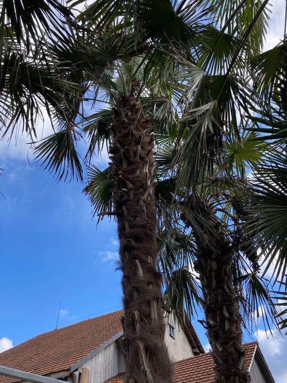 Palme Pflanze Garten Kaufen auf Ricardo