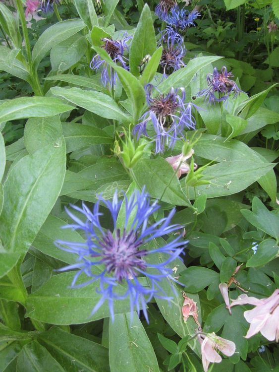 Flockenblume, blau blühend | Kaufen auf Ricardo