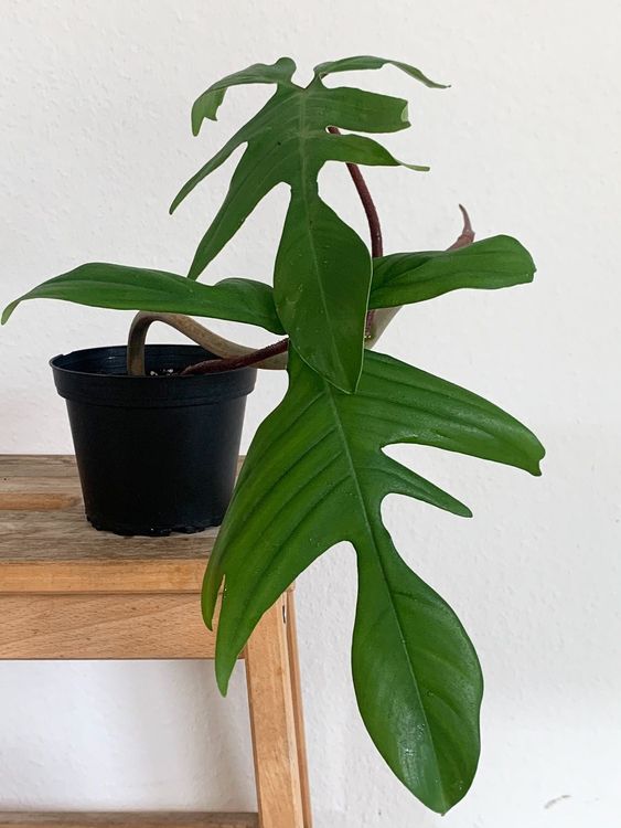 Philodendron Florida green | Kaufen auf Ricardo