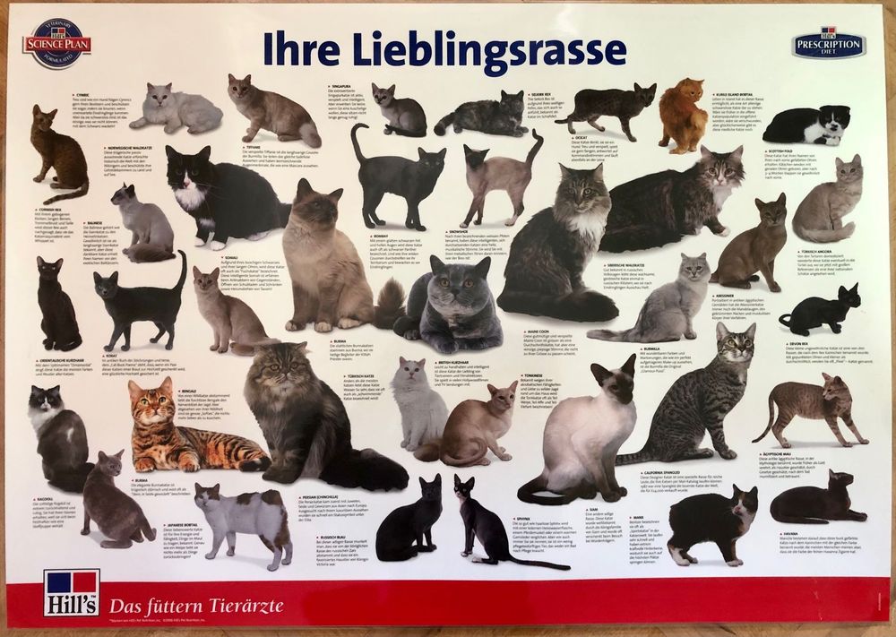 Laminiertes Poster: Katzenrassen | Kaufen auf Ricardo