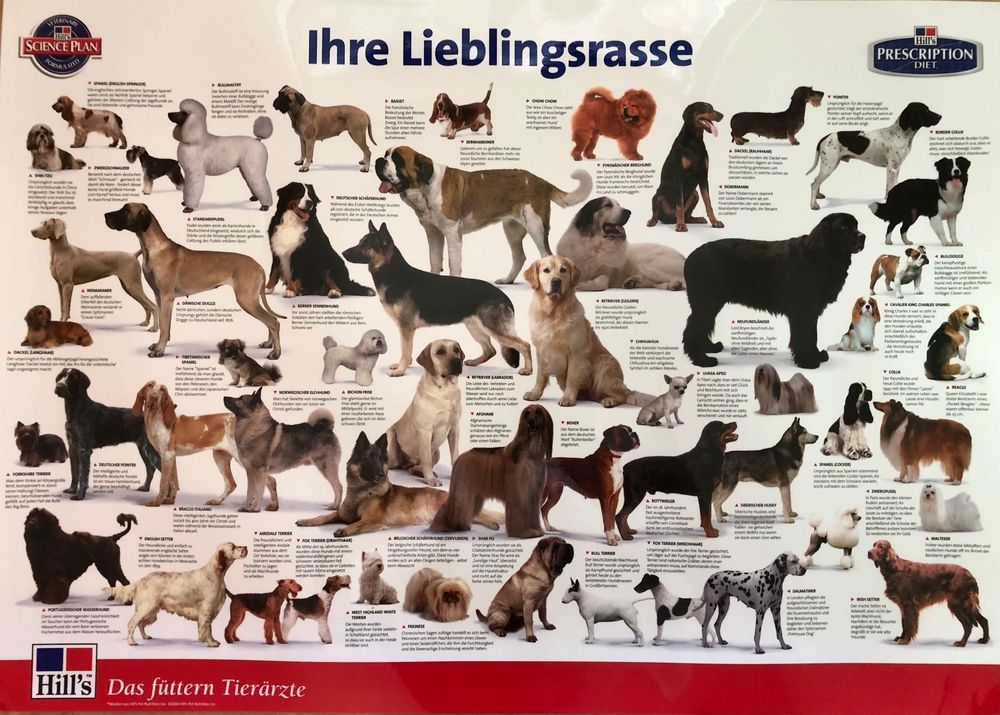 US-Präsidenten Poster 2025 - Laminierte Wandkarte 40,6x61cm Für Klassenzimmer