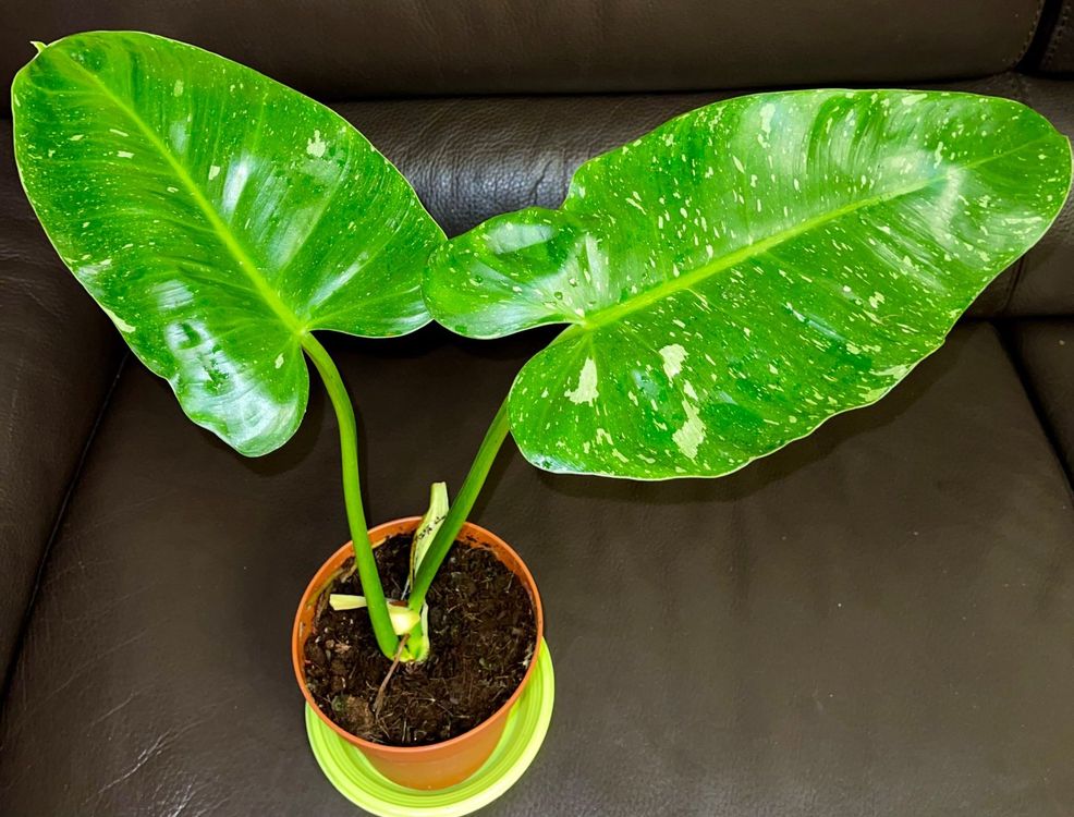Philodendron jose buono Variegata Acheter sur Ricardo