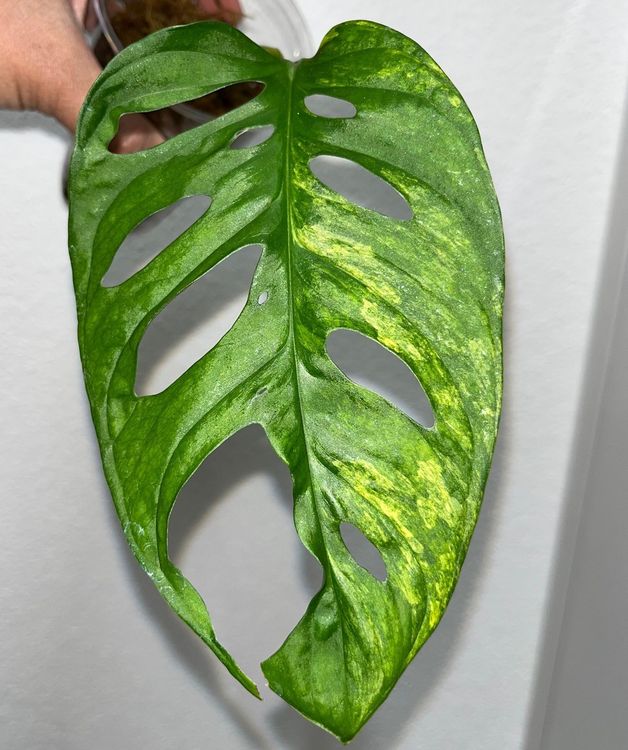 Monstera Adansonii Aurea Variegata Kaufen Auf Ricardo