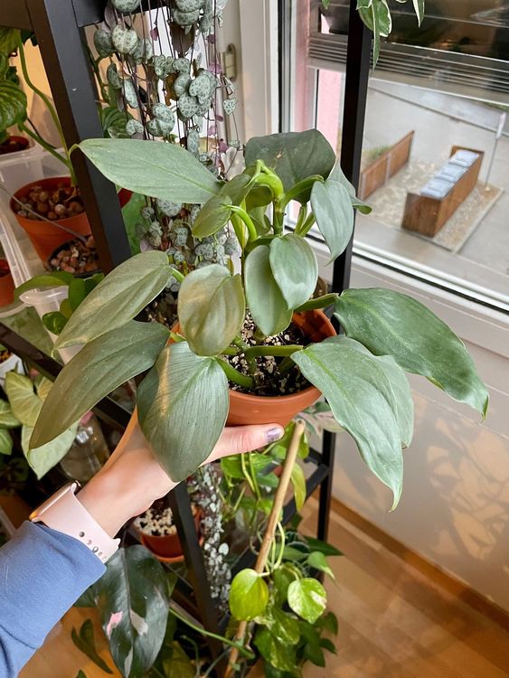 Philodendron Silver Sword Kaufen Auf Ricardo