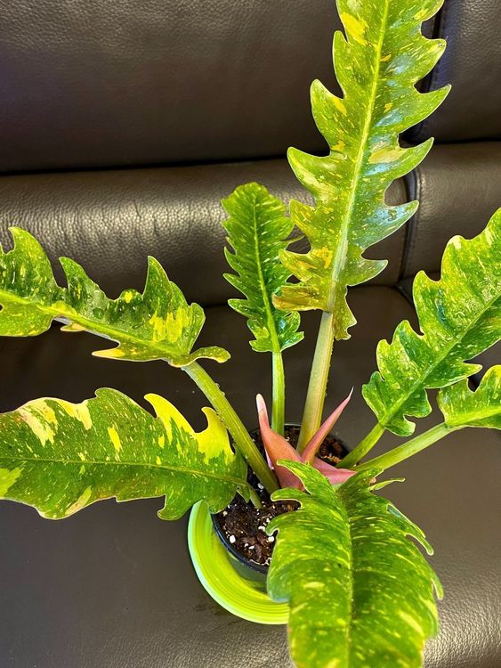 Philodendron Ring of Fire Variegata XL Kaufen auf Ricardo