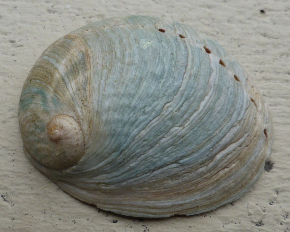 HALIOTIS LAEVIGATA,HELLBLAU FARBVARIANTE; SEHR SELTEN Kaufen auf Ricardo