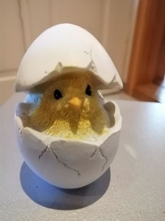 Küken im Ei | Kaufen auf Ricardo