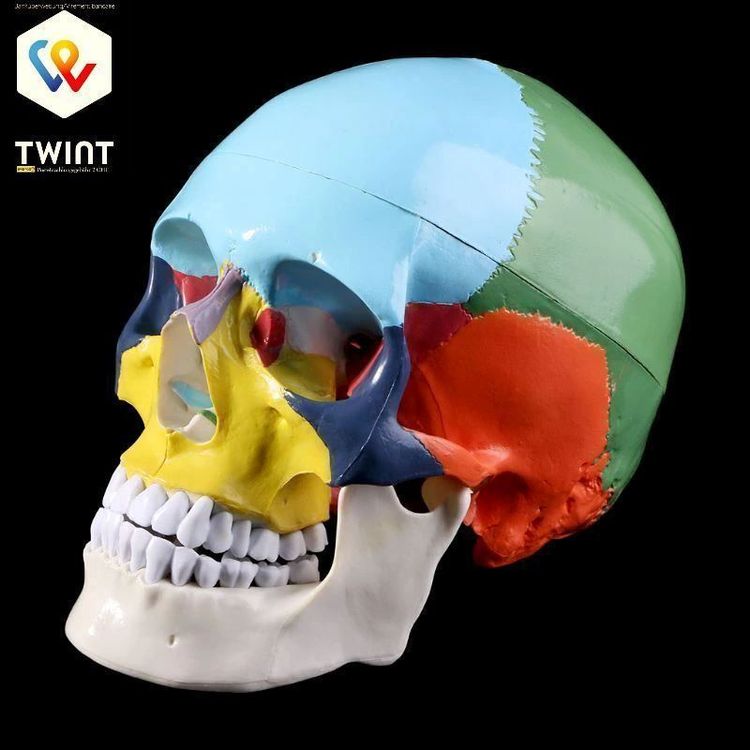 NEU Skull Anatomisches Modell 1