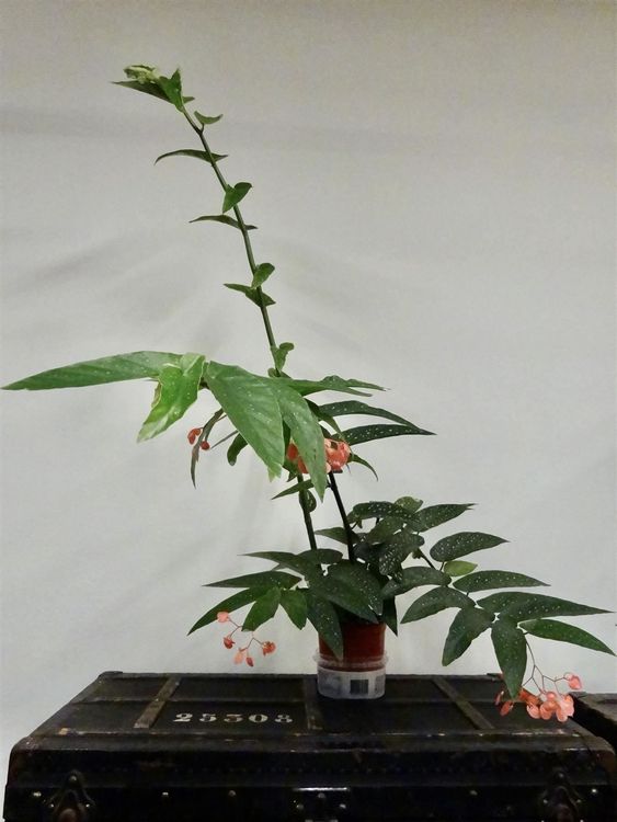 Bambus-Begonie Begonia Tamaya maculata | Comprare su Ricardo