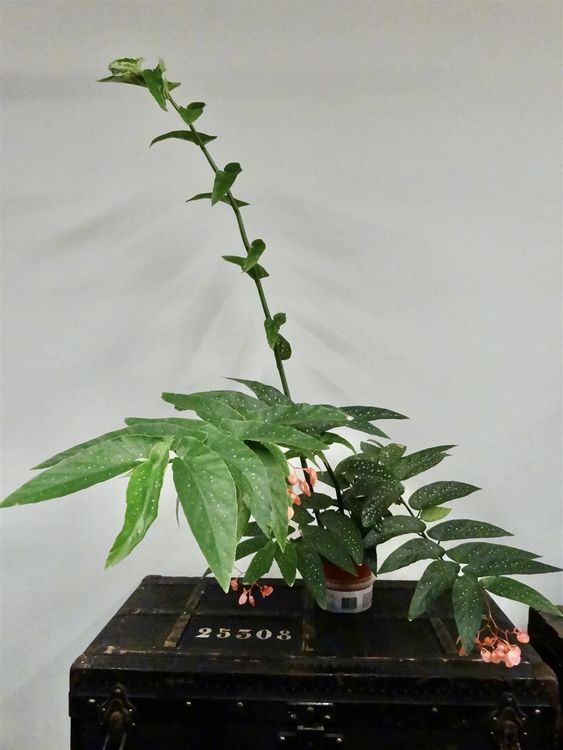 Bambus-Begonie Begonia Tamaya maculata | Comprare su Ricardo