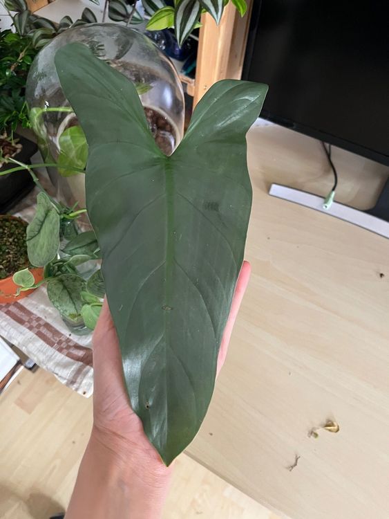 Philodendron Silver Sword Cutting Kaufen Auf Ricardo